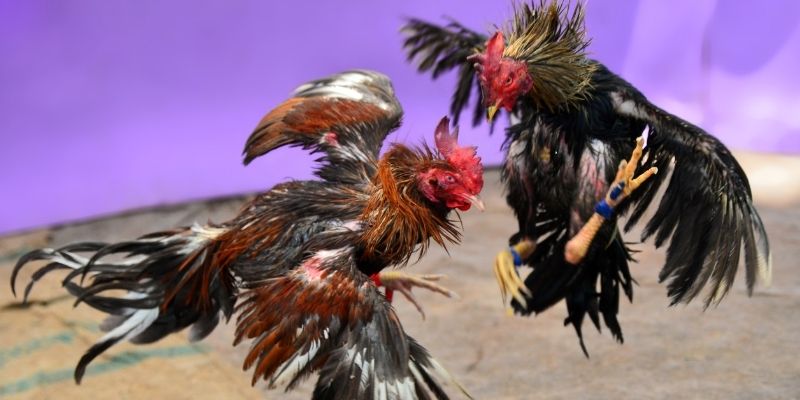 ok9aa KM Game Bài 3d