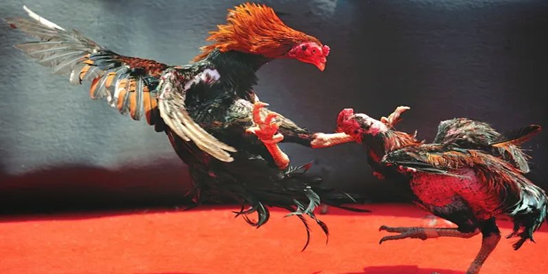 ok9aa bắn cá h5 chơi ngay