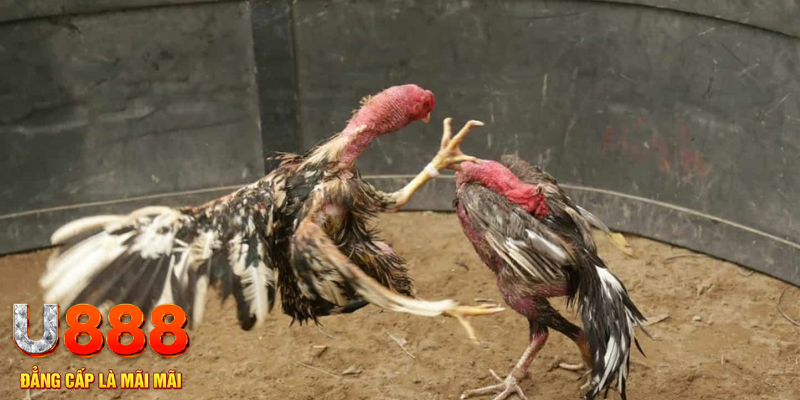 ok9aa đăng nhập tiến lên miền nam số 1